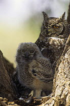Spotted eagle owl (Bubo africanus) at nest with chick, Kalahari Gemsbok / Kgalagadi Transfrontier NP, South Africa