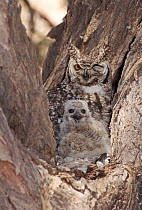 Spotted eagle owl with chicks. Kalahari Gemsbok National Park.