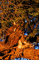 Giant eagleowl (Bubo lacteus) with Goshawk kill. Kalahari Gemsbok NP, South Africa