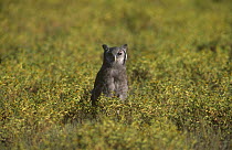 Giant eagle owl (Bubo lacteus) on ground, Kalahari Gemsbok / Kgalagadi Transfrontier NP, South Africa.