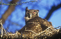 Gaint eagle owl (Bubo lacteus) on nest with nictating membrane covering eye, Baringo NP, Kenya