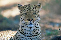Male leopard {Panthera pardus} portrait, Southern Luangwa NP, Zambia.