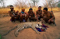 Ju / Hoan bushmen with leopard {Panthera pardus} under sedation fitted with radio tracking collar, Namibia. 1996
