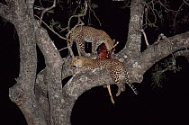 Leopard {Panthera pardus} with 10-month cub & Impala kill in tree at night, Zambia, Southern Luangwa NP.