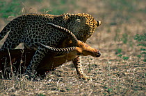 Leopard {Panthera pardus} dragging Puku kill, Southern Luangwa NP, Zambia.