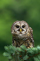 Barred owl {Strix varia} Raptor Center, NY, New York, USA