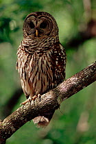 Barred owl (Strix varia) Florida, USA