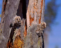 Ural owl chicks at nest site in old tree, Sweden