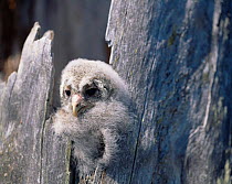 Ural owl chick in nest (Strix uralensis) Sweden