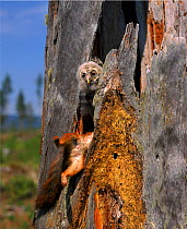Ural owl chick with red squirrel prey at nest