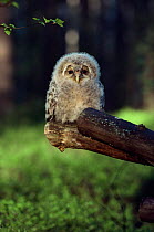 Young Ural owl {Strix uralensis} portrait on branch after ringing, Finland.