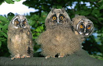 Three Long eared owl chicks up in tree (Asio otus) Germany