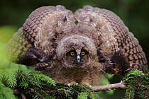Long eared owl chick (Asio otus) showing aggression. Germany, Europe