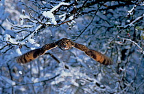 Long eared owl (Asio otus) in flight with snow. Germany, Europe