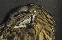 Close up of ear opening of Short eared owl (Asio flammeus) captive, UK