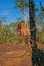 Frilled lizard (Chlamydosaurus kingii) climbing tree Darwin Australia