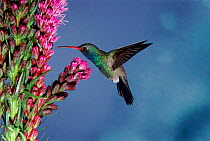 Broad billed hummingbird (Cynanthus latirostris) AZ, USA Madera Canyon, Arizona