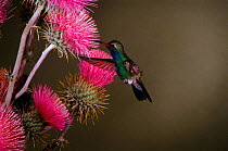 Broad billed hummingbird (Cynanthus latirostris) feeding on thistle. Madera Canyon, Arizona, USA