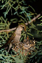 Anna's hummingbird (Calypte anna) feeding chicks at nest. Sonoroan desert, Arizona, USA