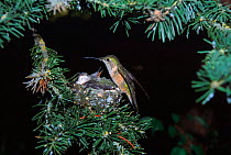 Broad tailed hummingbird at nest, Wyoming USA