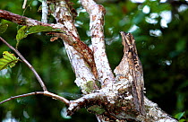 Common potoo female well camouflaged on nest (Nyctibius griseus) Ecuador, Cuyabeno reserve.