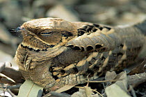 Long tailed nightjar (Caprimulgus macrurus) Keoladeo Ghana NP, Bharatpur, Rajasthan, India