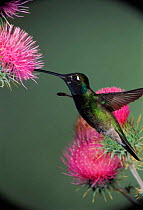 Magnificent hummingbird (Eugenes fulgens) feeding at thistle flower. Arizona, USA