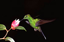 Green crowned brilliant hummingbird feeding (Heliodoxa jacula) captive