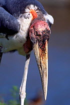 Greater Adjutant Stork (Leptoptilos dubius)
