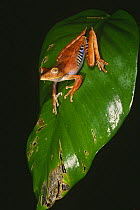 Tree frog on leaf (Hyla calcarata) Amazon, Manu NP, Peru