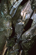 Spotted flycatcher at nest (Muscicapa striata) Derbyshire, UK