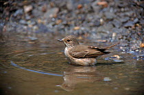 Spotted flycatcher bathing, Spain