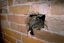 Spotted flycatcher at nest in garage wall (Muscicapa striata) UK Worcestershire