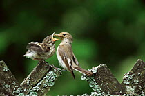 Female pied flycatcher {Ficedula hypoleuca} feeding chick, Sweden.