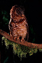 African (Woodford's) wood owl (Strix woodfordii) Zaire Epulu Ituri Rainforest Reserve