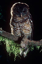 African wood owl (Strix woodfordii) perched with Potto kill, Epulu Ituri Rainforest Reserve, Dem Rep of Congo