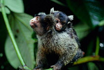 Maues marmoset, male carrying baby (Callithrix mauesi) Brazil Males share in upbringing.