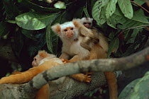 Family group of Silky / Golden white tassel ear Marmosets {Callitrix humeralifer chysoleuca} / {Mico chrysoleuca} Males with twins, Brazil.