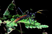 Assassin bug {Reduviidae} Yasuani NP, Ecuador South Americ