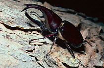 Rhinoceros beetle male (Xylotrupes gideon) Sulawesi Tropical rainforest.