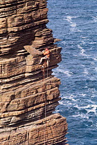 Cliff Phillips climbing North Gaulton castle, Orkney, Scotland