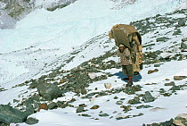 Nepalese porter carrying large load of wood up mountain, Himalayas, Nepal
