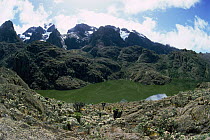Lac Vert below Mount Stanley (4200m) Mountains of the Moon, Virunga NP, Democratic Republic of Congo (formerly Zaire)
