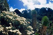 Lobelia (Helichrysum stuhlmannii) flowering on slopes of Mount Stanley, Mountains of the Moon, Virunga NP, Democratic Republic of Congo (formerly Zaire)