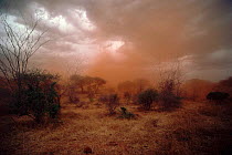 Sand storm predeeding first rains in Tsavo East NP, Kenya.