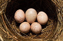 Thick billed warbler eggs {Acrocepthalus aedon} and one parasitic Cuckoo  (Cuculus poliocephalus) egg, Far East Russia.