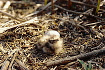 Nightjar chick in nest on ground  (Caprimulgus europaeus) Devon UK