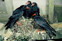 Choughs with young at nest in barn (Pyrrhocorax pyrrhocorax) Scotland