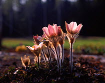 Spring pasque flowers (Pulsatilla vernalis) Sweden
