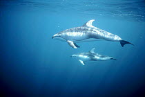 Pacific white sided dolphin, USA off California